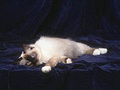 Taking a Break, Birman